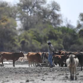 A farmer walks his cattle in the Okavango Delta near Nxaraga village in Botswana (Picture: Monirul Bhuiyan/AFP via Getty Images)