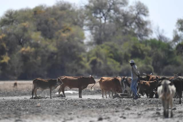 A farmer walks his cattle in the Okavango Delta near Nxaraga village in Botswana (Picture: Monirul Bhuiyan/AFP via Getty Images)