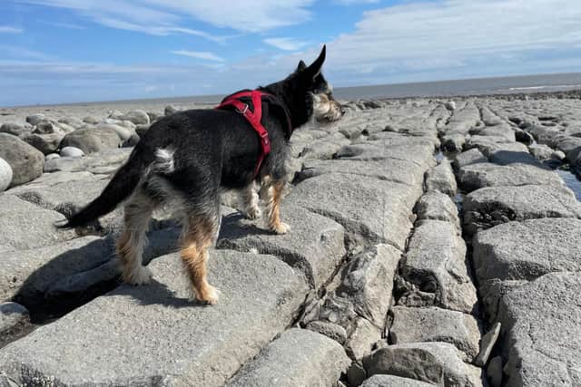 A probiotic could benefit your and your dog on holiday say experts - Animal News Agency