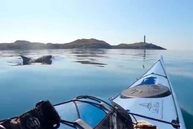This beautiful moment where dolphins approached a sea kayaker.