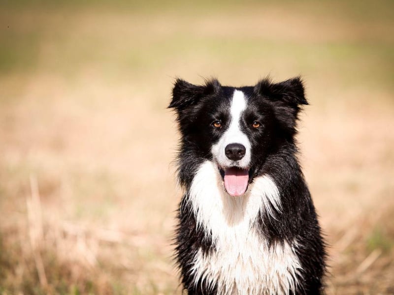 One of the most intelligent dog breeds, the Border Collie is used to responding to cues to herd sheep. This extends to sensing when something is wrong with their families and quickly offering comfort in the form of affection.