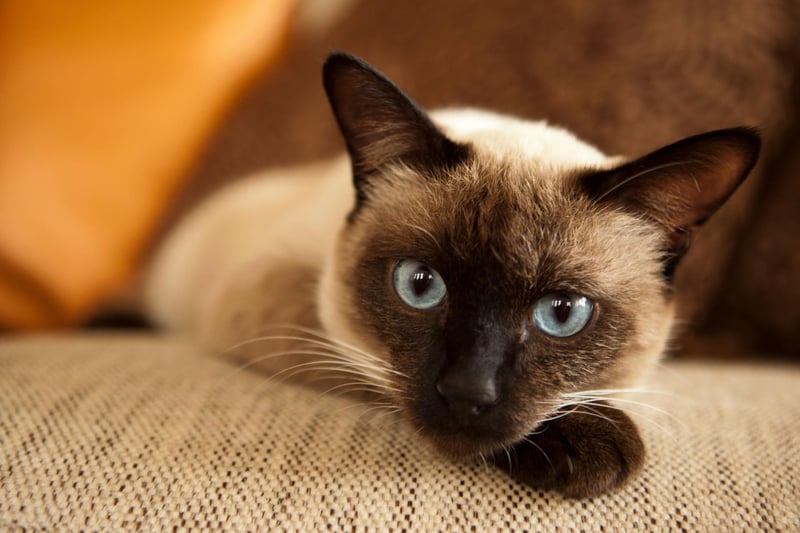 Known as one of the world's most vocal cat - you will never wonder or worry where your Siamese kitty is, as they will let you know. If you want a cat that is social, intelligent and vocal then the Siamese breed should be your choice.