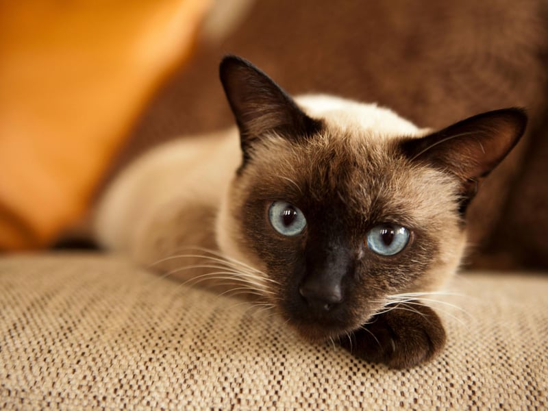 Known as one of the world's most vocal cat - you will never wonder or worry where your Siamese kitty is, as they will let you know. If you want a cat that is social, intelligent and vocal then the Siamese breed should be your choice.