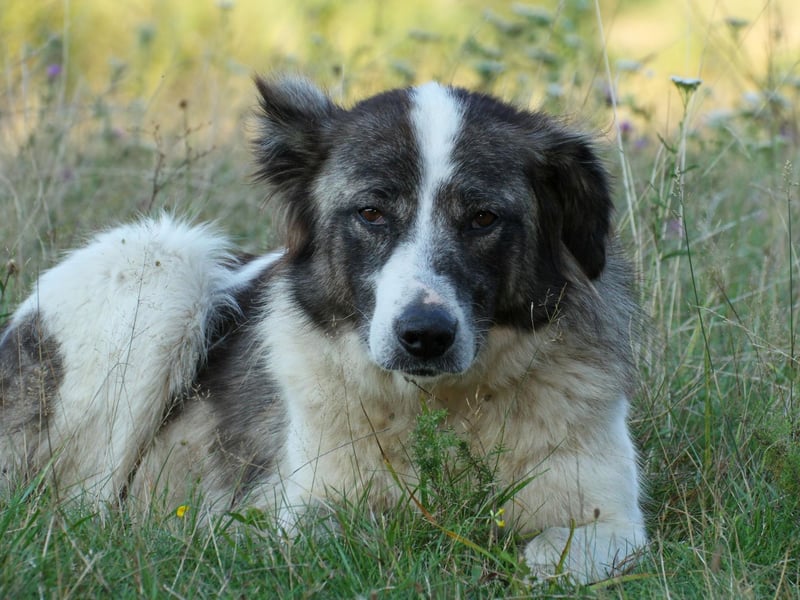 Another breed of dog whose size was used to protect livestock from predators, the Romanian Bucovina Shepherd stands between 25-31 inches tall.