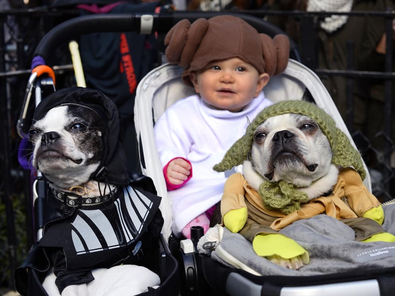 Obi is the third most popular intergalactic dog name - inspired by Obi-Wan Kenobi, the legendary Jedi Master played by both Alec Guinness and Ewan McGregor.