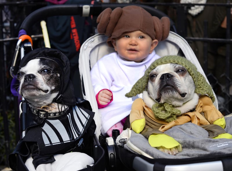 Obi is the third most popular intergalactic dog name - inspired by Obi-Wan Kenobi, the legendary Jedi Master played by both Alec Guinness and Ewan McGregor.