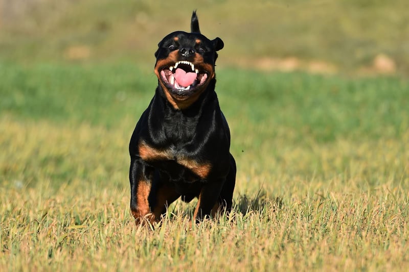 Another dog designed to herd and protect, the Rottweiler sometimes gets a largely undeserved reputation for being aggressive. Most Rottweilers are very gentle dogs, but if they are not trained properly they can have a dangerous habit of lashing out in self defence when the actual threat level is small.