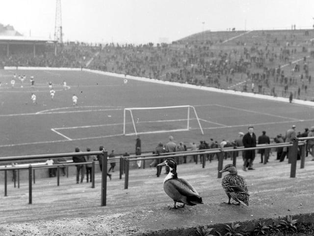 Two ducks enjoy an Edinburgh Derby from the terraces at Easter Road in May 1966.