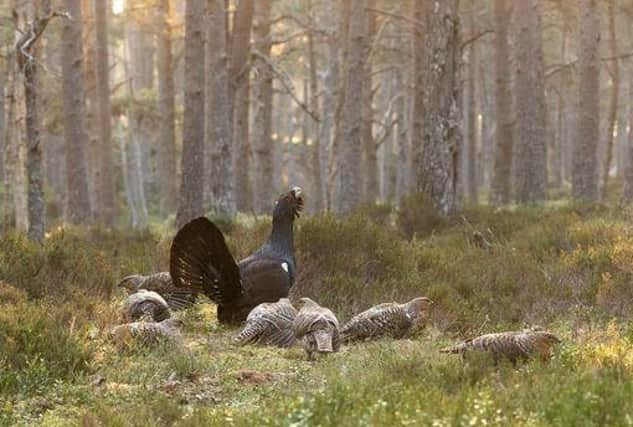 The public are being reminded not to disturb Capercaille during breeding season.