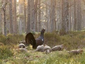 The public are being reminded not to disturb Capercaille during breeding season.