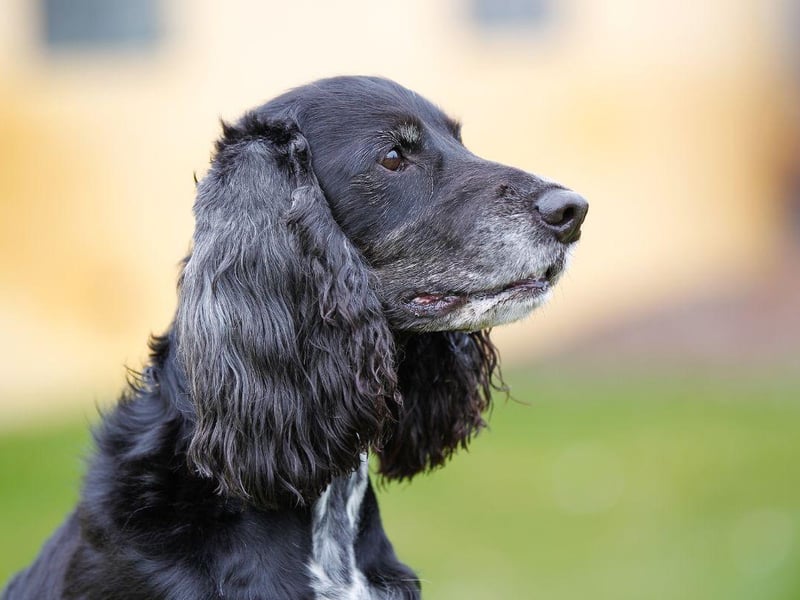 Similar to the English Cocker Spaniel, with whom it shares its bloodline, the American Cocker Spaniel is a breed of sporting dog. The first Spaniels came to the USA on the Mayflower in 1620 and selective breeding since then has created a dog with smaller ears, a shorter muzzle, and a more dome-shaped head than their English cousins.