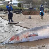 It is believed by marine experts that the naval sonar waves may have frightened the whales and surfaced them too quickly