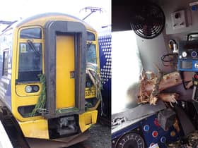 Parts of the tree branches which crashed into the train cab. Pictures: RAIB