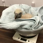 The Eurasian vulture chick