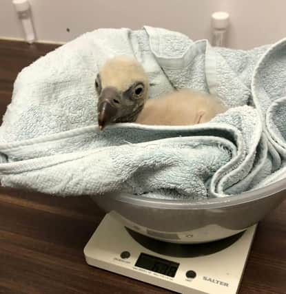 The Eurasian vulture chick