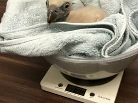 The Eurasian vulture chick