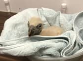 The Eurasian vulture chick
