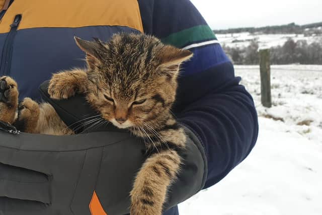The rare animal was found half-buried in the snow on Wednesday by two walkers near Huntly’s Cave on the outskirts of Grantown-on-Spey.