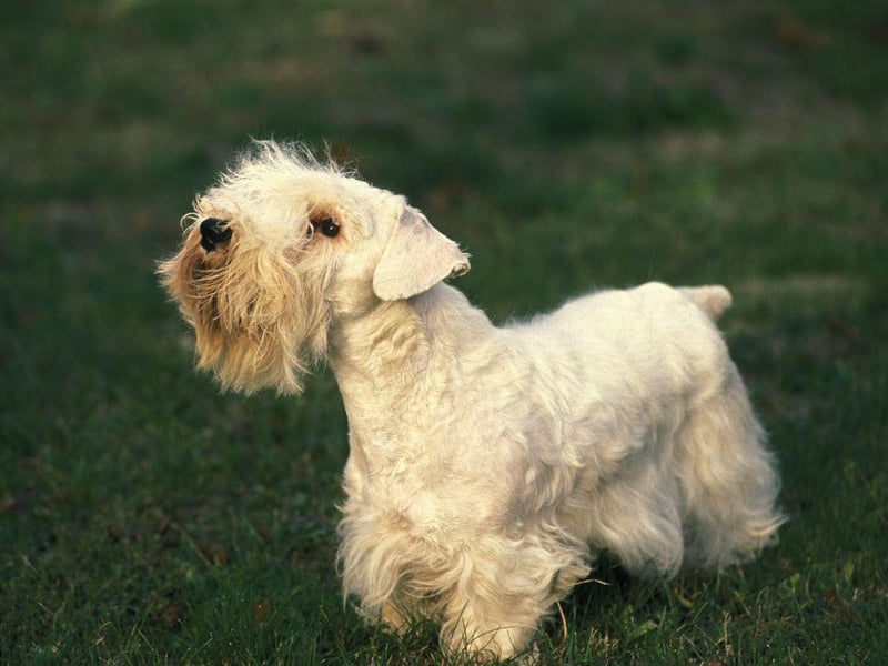 A rare Welsh breed developed in the 19th century by Captain John Edwardes at Sealyham House, in Pembrokeshire, the Sealyham Terrier is now facing extinction - a far cry from its glory days after the First World War when it was associated with Hollywood stars and the British Royal Family.