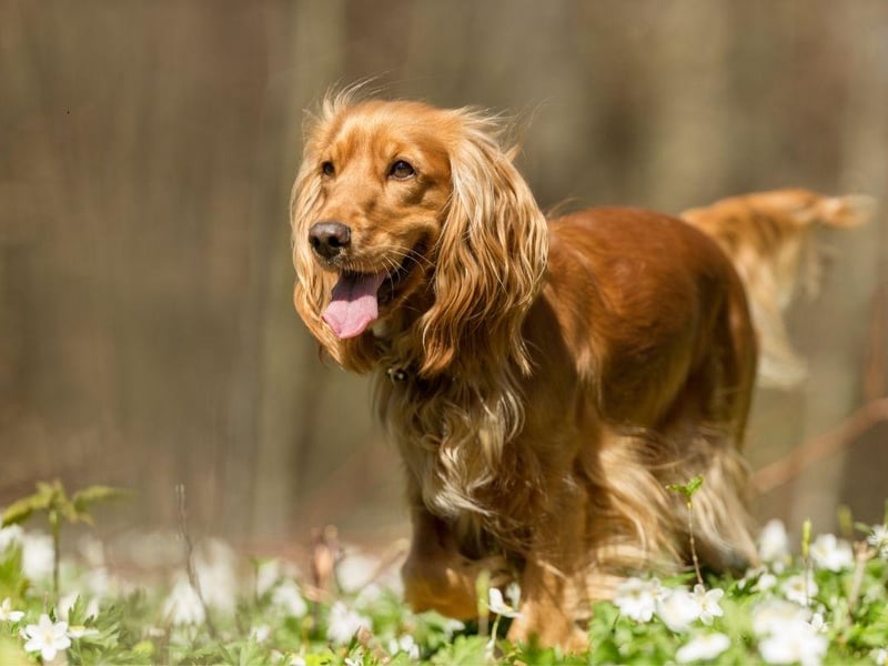 An unexpected entry in this list, the adorable Cocker Spaniel is unlikely to do any damage but owners will know that they often nip as puppies. The majority of adult dogs will grow out of the habit.