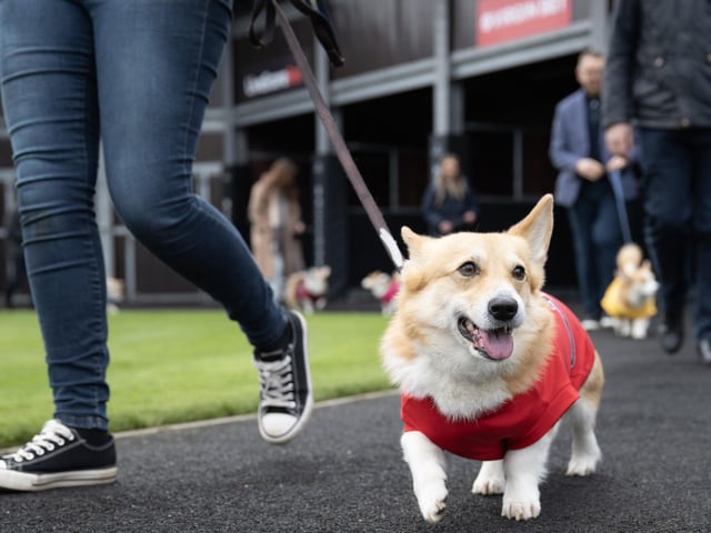 Participants take part in the Corgi Derby at Musselburgh Racecourse