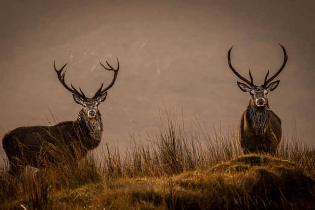 Deer numbers have to be controlled, but the process should be fair and respect their welfare, says Ross Ewing (Picture: Dean Allan/SWNS)