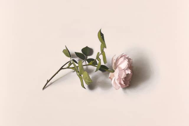 Centifolia, by Alison Watt