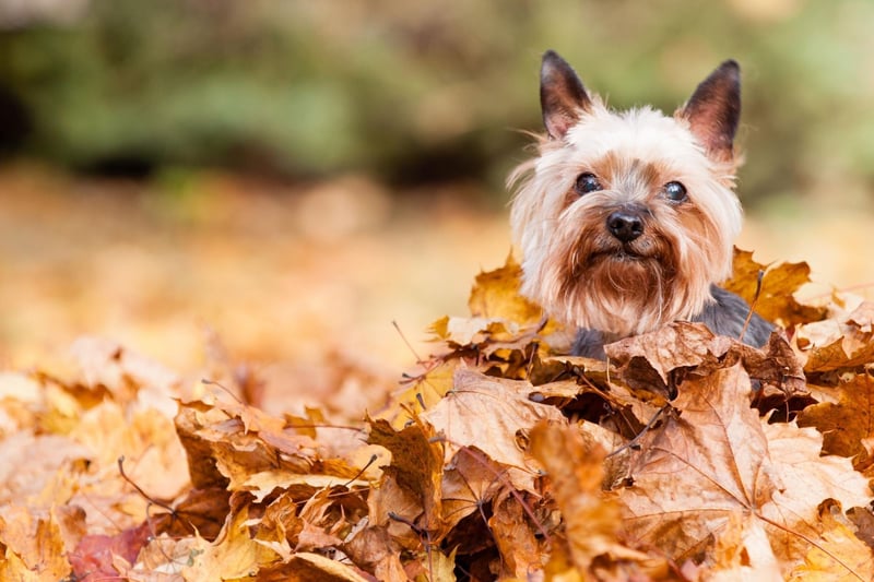 Yorkshire Terriers are tiny canine firecrackers - filled with energy that needs to be dissipated. A common unexpected outcome of leaving your Yorkie alone is that your pet may try to dig its way out to find you - through carpet, floorboard or lino.