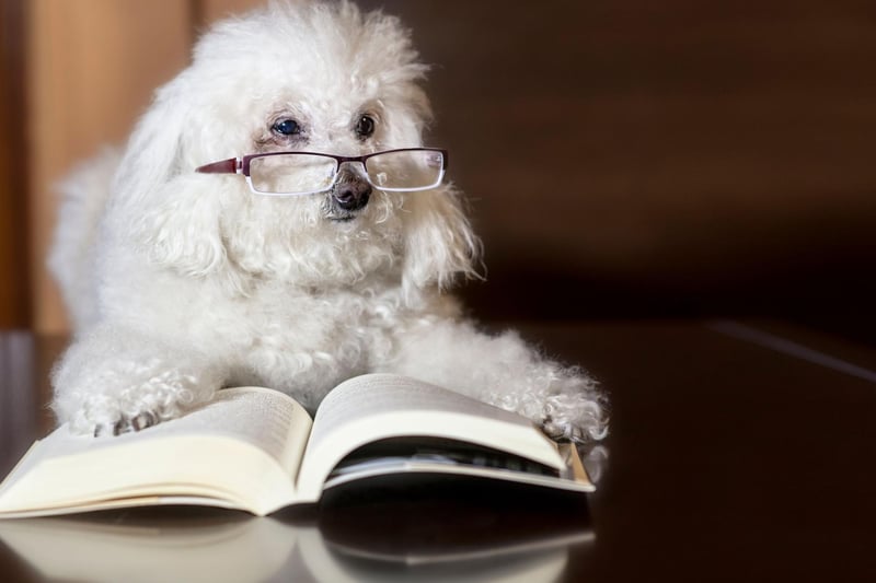 Don't let their curly hair and cute demeanor fool you - Poodles have a razor-sharp brain second only to the Border Collie. All three sizes - Standard, Miniature and Toy - are hugely smart, making great service and therapy dogs.