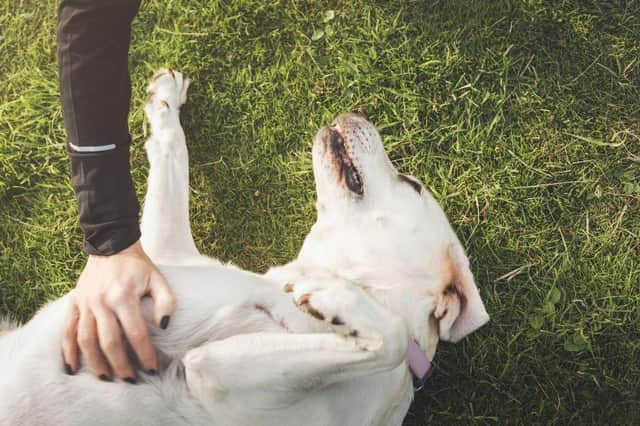 Some dogs like being as close as possible to their owners at all times.