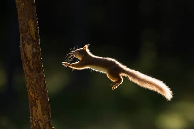 Iconic Scottish wildlife species, including the red squirrel, are struggling for survival. Picture: Mark Hamblin