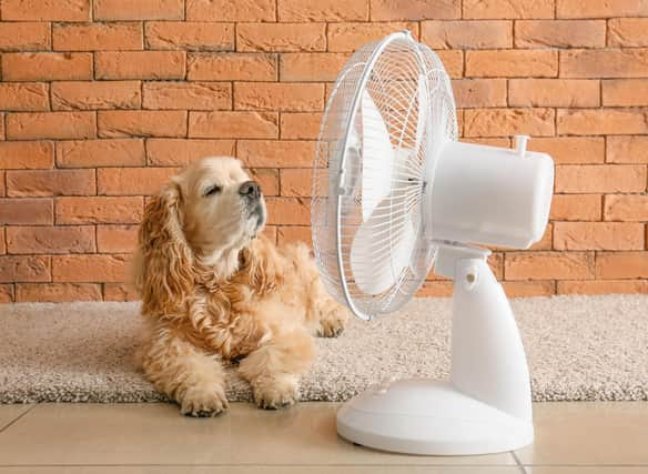 A few simple tips can keep your four-legged friend cool and healthy this summer.