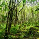 Scotland’s native Celtic rainforests, found on the west coast, are just as significant and even rarer than their tropical counterparts – but the habitat is under threat, with as little as 30,000 hectares left across the country