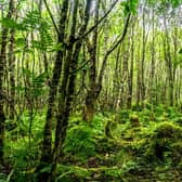 Scotland’s native Celtic rainforests, found on the west coast, are just as significant and even rarer than their tropical counterparts – but the habitat is under threat, with as little as 30,000 hectares left across the country