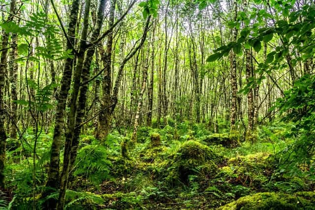 Scotland’s native Celtic rainforests, found on the west coast, are just as significant and even rarer than their tropical counterparts – but the habitat is under threat, with as little as 30,000 hectares left across the country