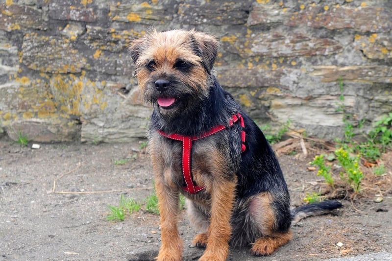 The Border Terrier Club is the oldest of all the breed clubs in the UK and was founded in 1920.