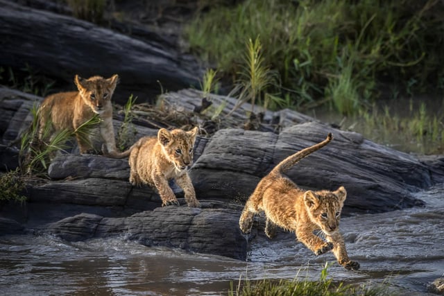 Very young lion cubs cross a swollen river in Olare Conservancy Kenya.