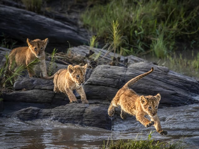 Very young lion cubs cross a swollen river in Olare Conservancy Kenya.