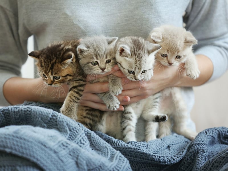 Everyone loves a balanced diet and cats are no different. Try a range of cat foods that use quality ingredients and feed your cat healthy treats throughout the day.