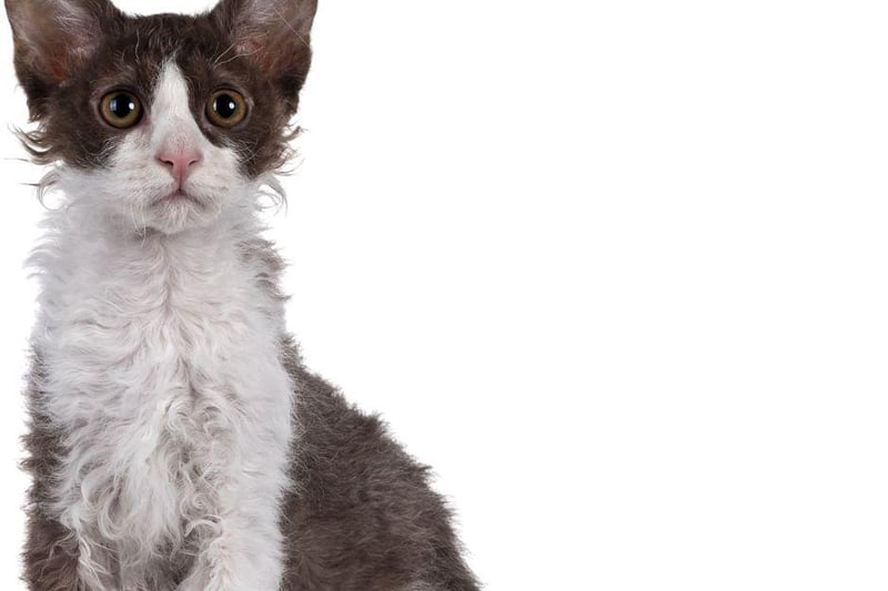Despite its cute, shaggy fur the La Perm cat breed actually sheds far less hair than other, more popular cat breeds. These cats might look shaggy, but are actually good in most circumstances for people with allergies to cats.