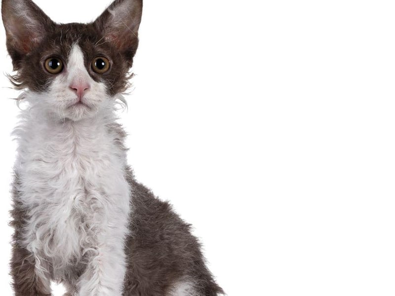 Despite its cute, shaggy fur the La Perm cat breed actually sheds far less hair than other, more popular cat breeds. These cats might look shaggy, but are actually good in most circumstances for people with allergies to cats.