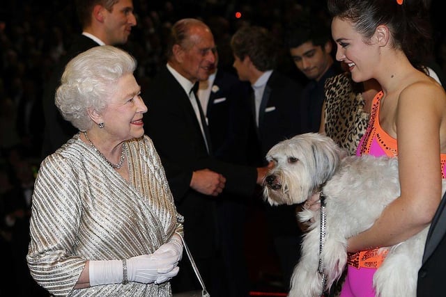 Susan was also special as she became the first in the line of dogs known as 'the royal corgis'. It's believed that this line lasted somewhere between an impressive 10–14 generations of dogs.
