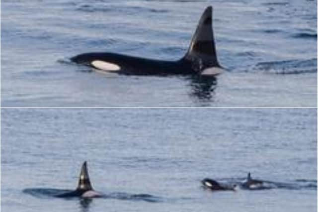 The whales were spotted off the north coast of Scotland