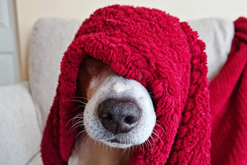 Some breeds of dog may need more exercise than others. If you are unsure what exercise is best suited for your pooch, speak to your vet who is best placed to offer advice depending on your pets age and breed.