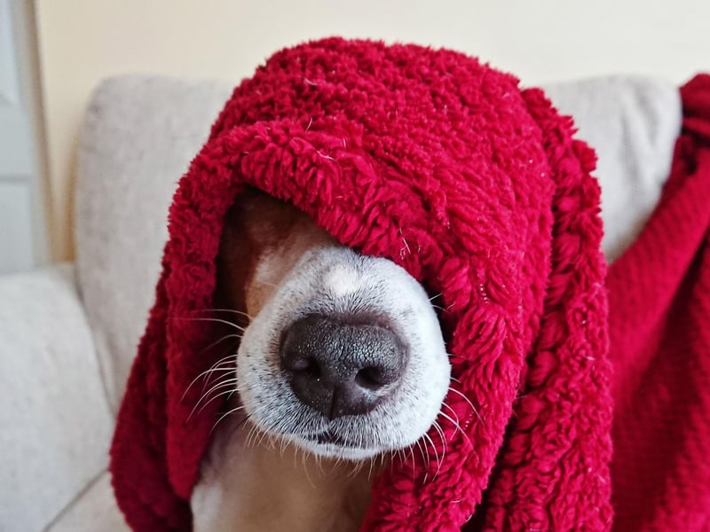 Some breeds of dog may need more exercise than others. If you are unsure what exercise is best suited for your pooch, speak to your vet who is best placed to offer advice depending on your pets age and breed.