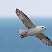 The northern fulmar is one of the globally important seabird species which are in decline