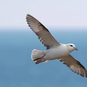 The northern fulmar is one of the globally important seabird species which are in decline