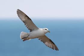 The northern fulmar is one of the globally important seabird species which are in decline