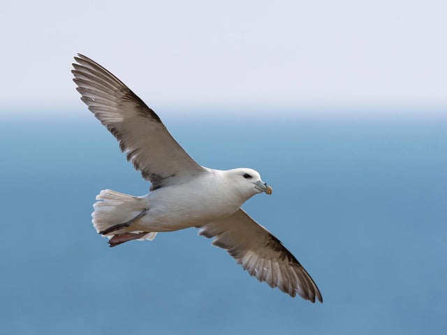 The northern fulmar is one of the globally important seabird species which should benefit from the NTS's conservation efforts on cliffs and islands