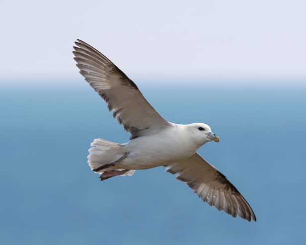 The northern fulmar is one of the globally important seabird species which are in decline